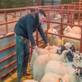 Sheep show and sale (15)